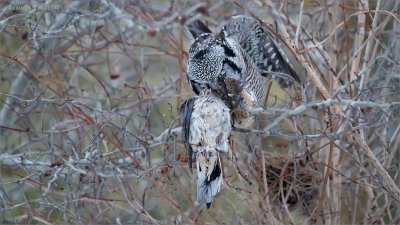 Northern Hawk Owl with a Mourning dove