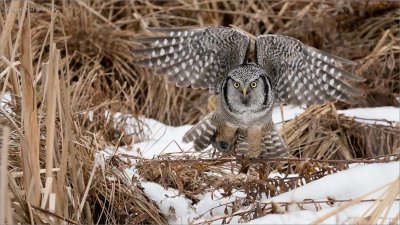 Northern Hawk Owl with prey tucked away!