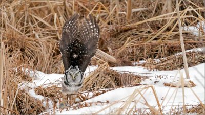 Northern Hawk Owl- heads up! 