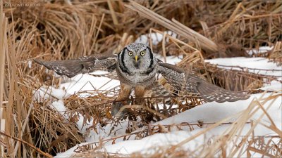 Northern Hawk Owl Downstroke
