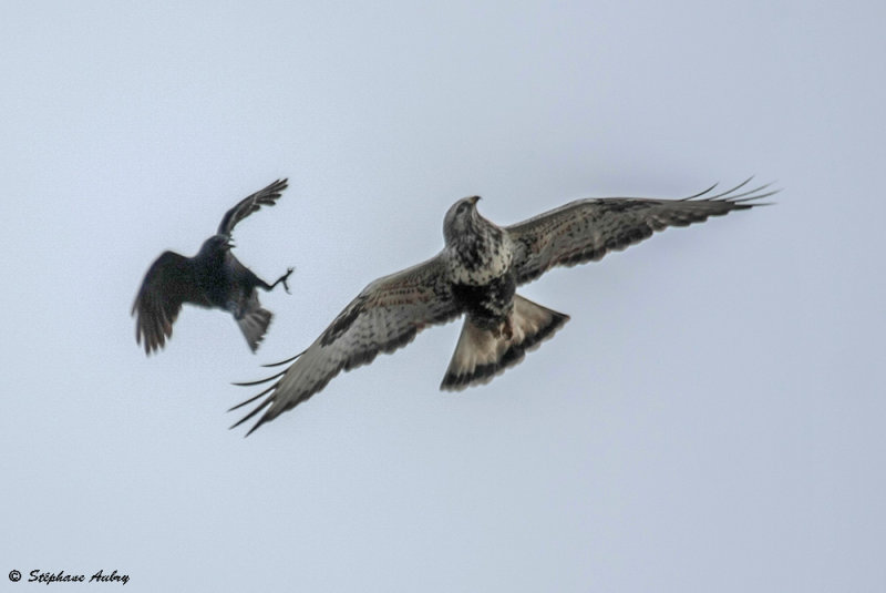 Buse pattue, Buteo lagopus