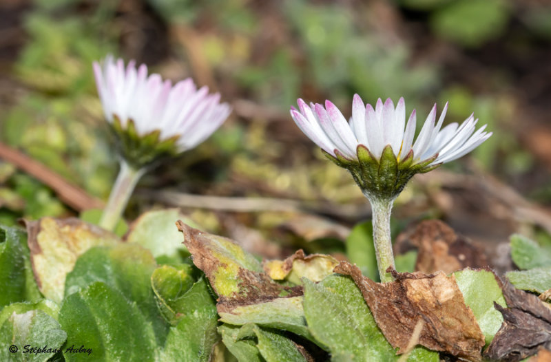 Bellis perennis