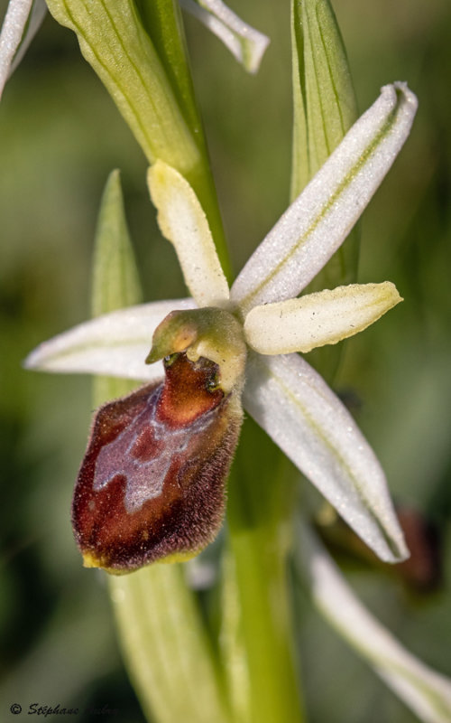 Ophrys arachnitiformis