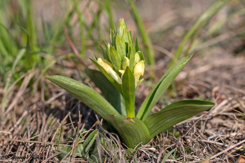 Dactylorhiza sambucina f. sambucina
