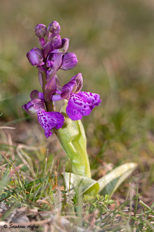 Anacamptis morio