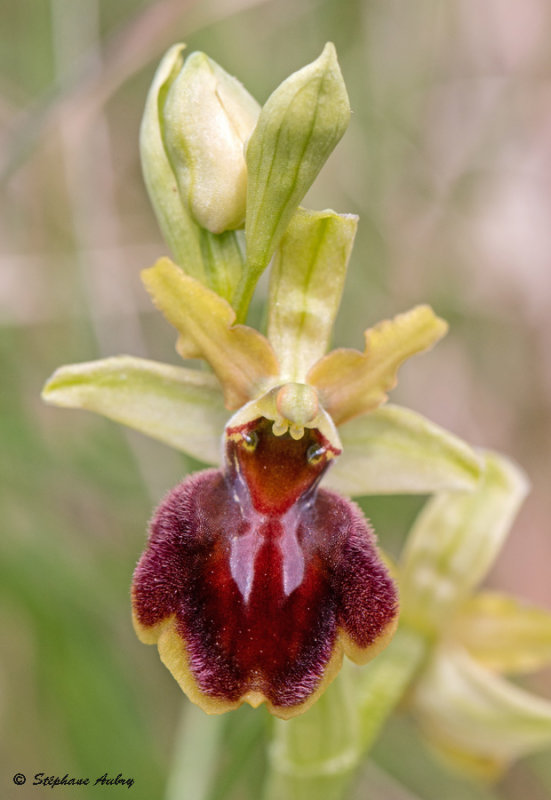Ophrys sphegodes
