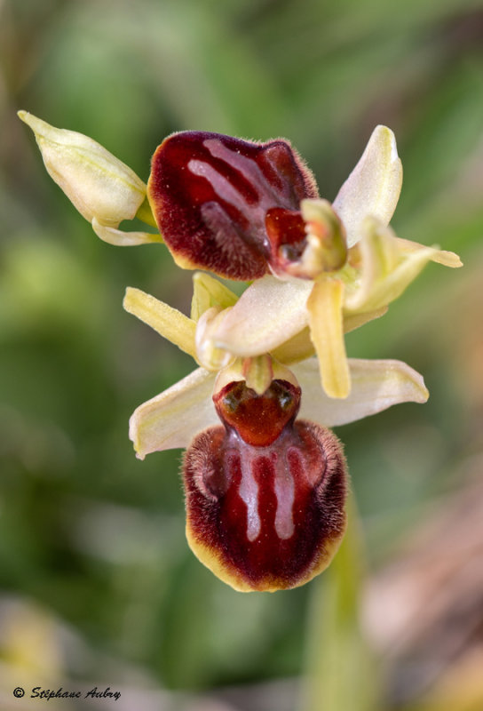 Ophrys sphegodes