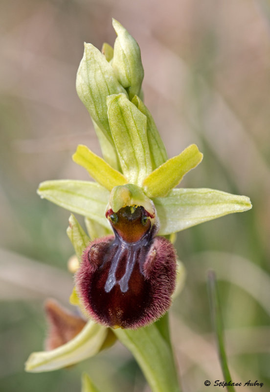 Ophrys sphegodes