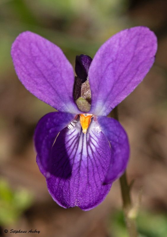 Viola odorata