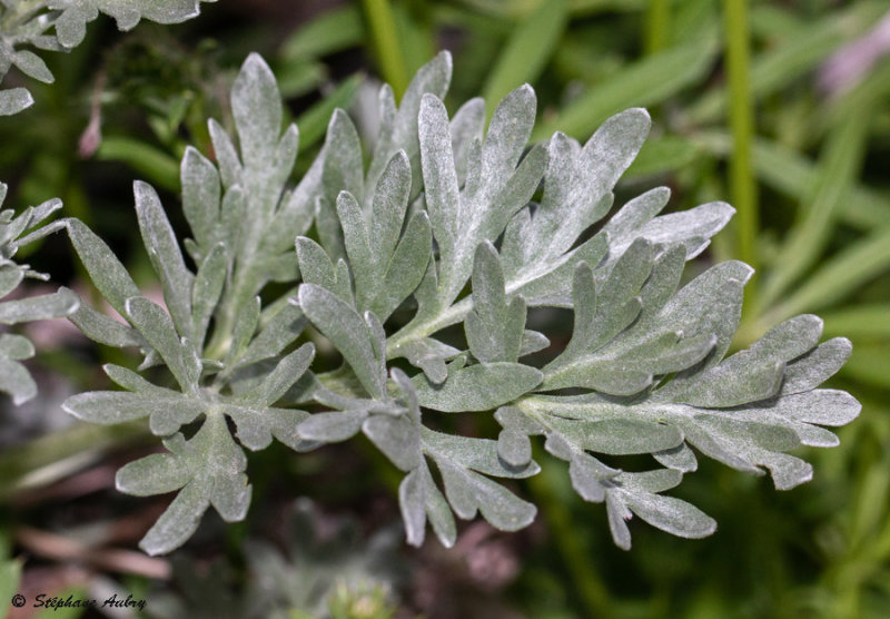 Artemisia absinthium