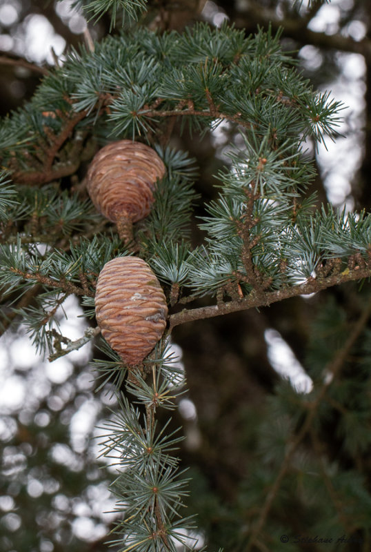 Cedrus libani var. stenocoma