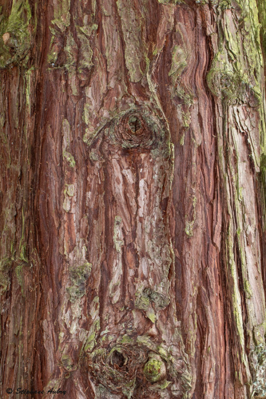 Calocedrus decurrens