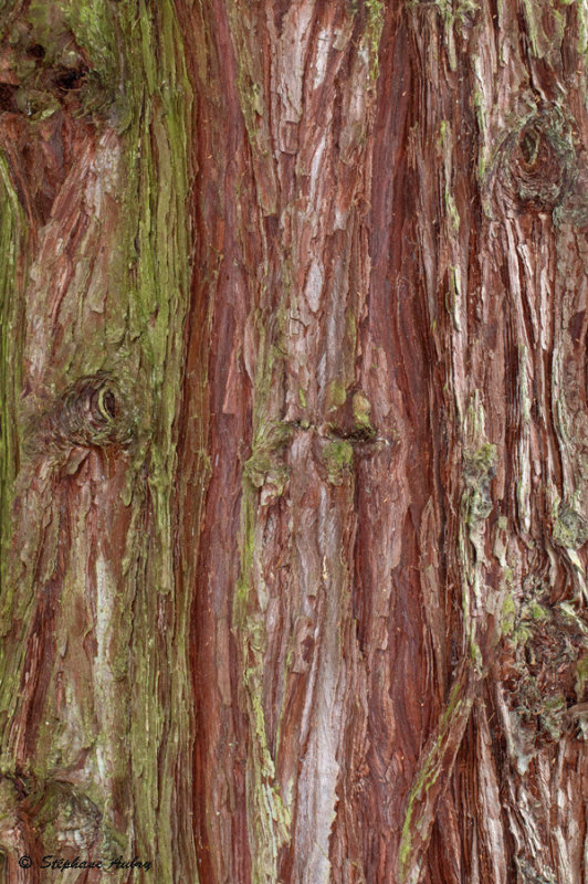 Calocedrus decurrens