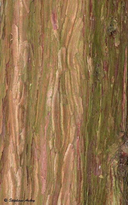 Calocedrus decurrens