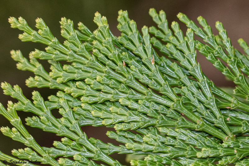 Calocedrus decurrens