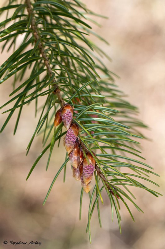 Pseudotsuga macrocarpa