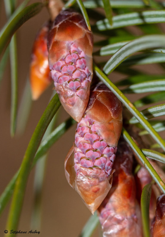 Pseudotsuga macrocarpa