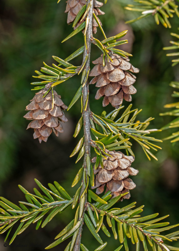 Tsuga canadensis