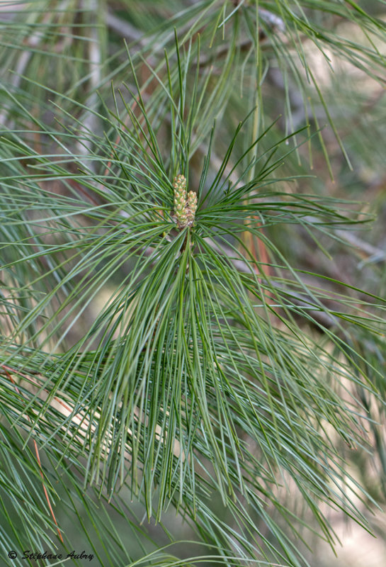 Pinus strobus