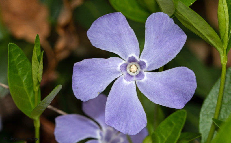 Vinca minor