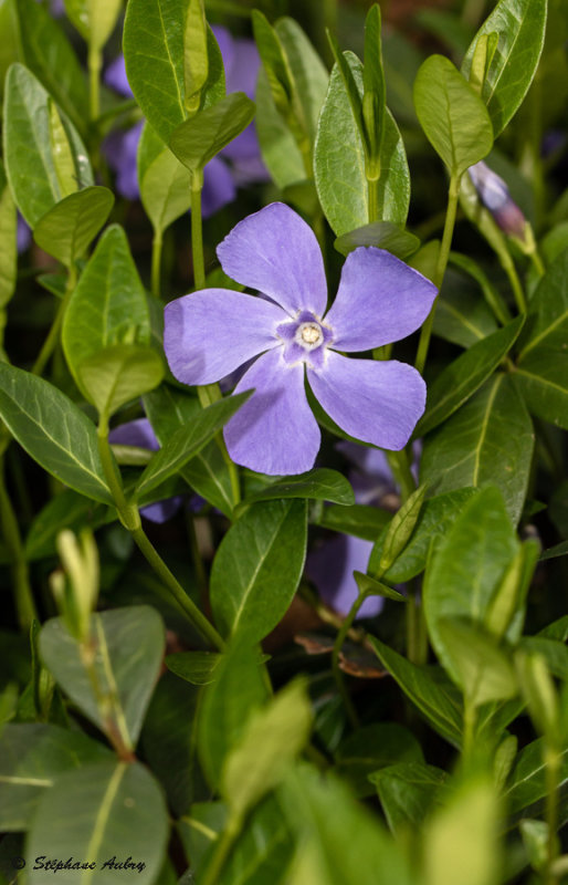 Vinca minor