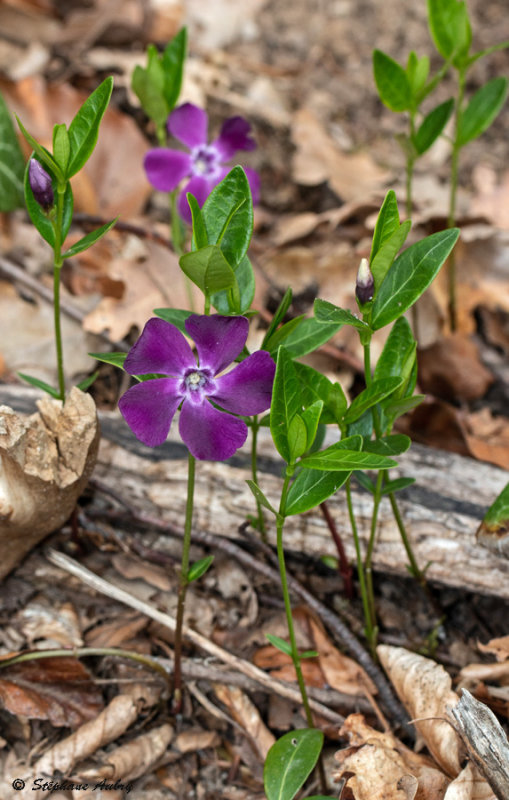 Vinca minor