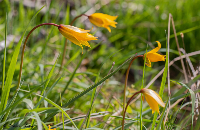 Tulipa sylvestris subsp. sylvestris