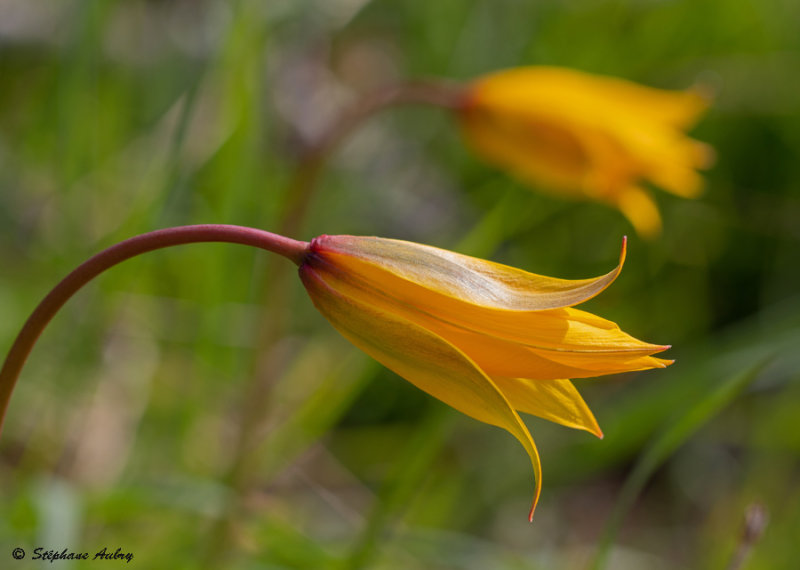 Tulipa sylvestris subsp. sylvestris