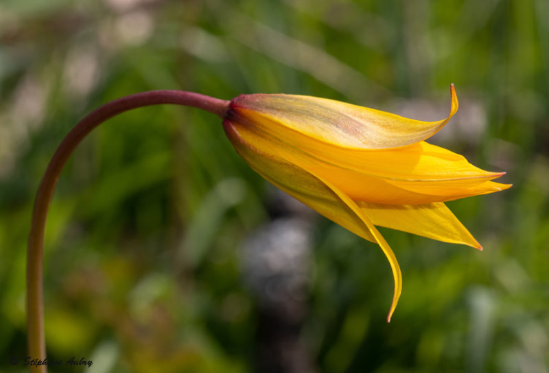 Tulipa sylvestris subsp. sylvestris