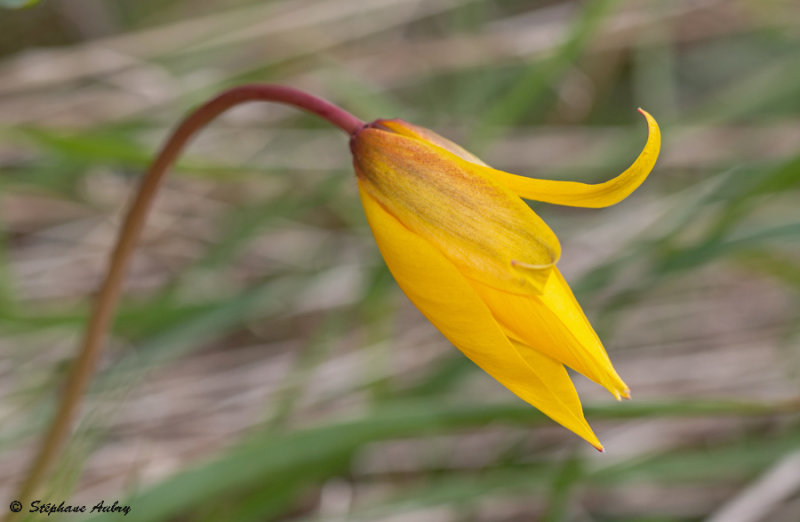 Tulipa sylvestris subsp. sylvestris