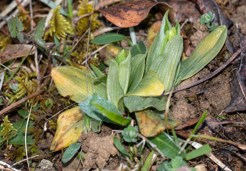 Ophrys araneola