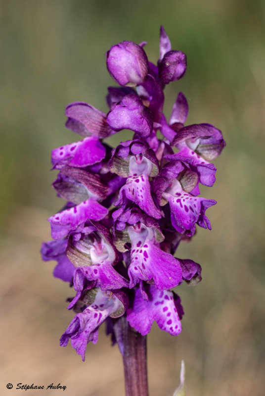 Anacamptis morio