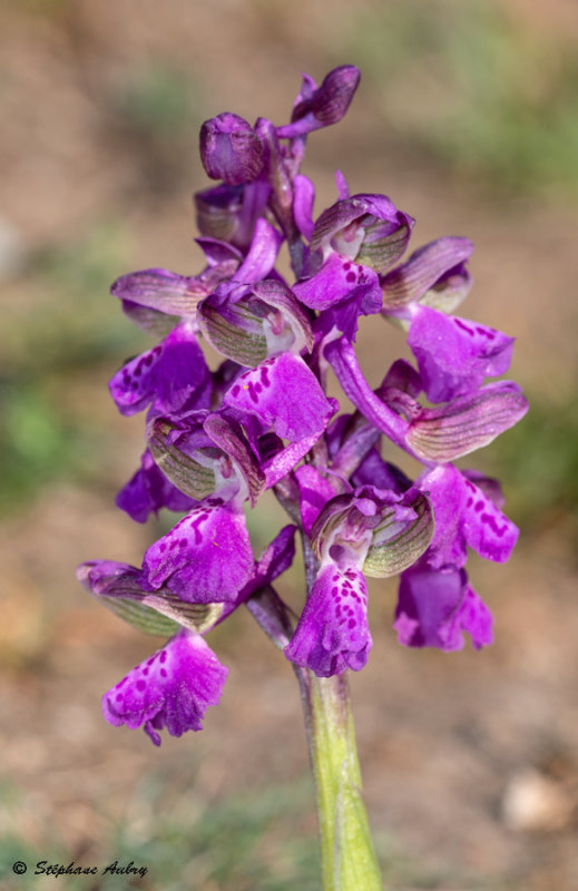 Anacamptis morio