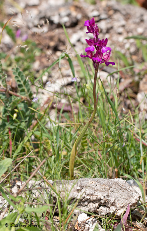 Anacamptis papilionacea subsp. expansa X A. picta