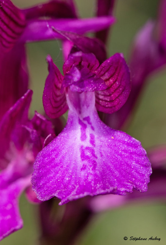 Anacamptis papilionacea subsp. expansa X A. picta