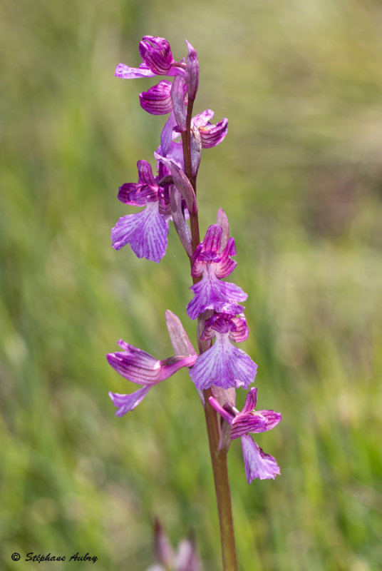 Anacamptis papilionacea subsp. expansa X A. picta