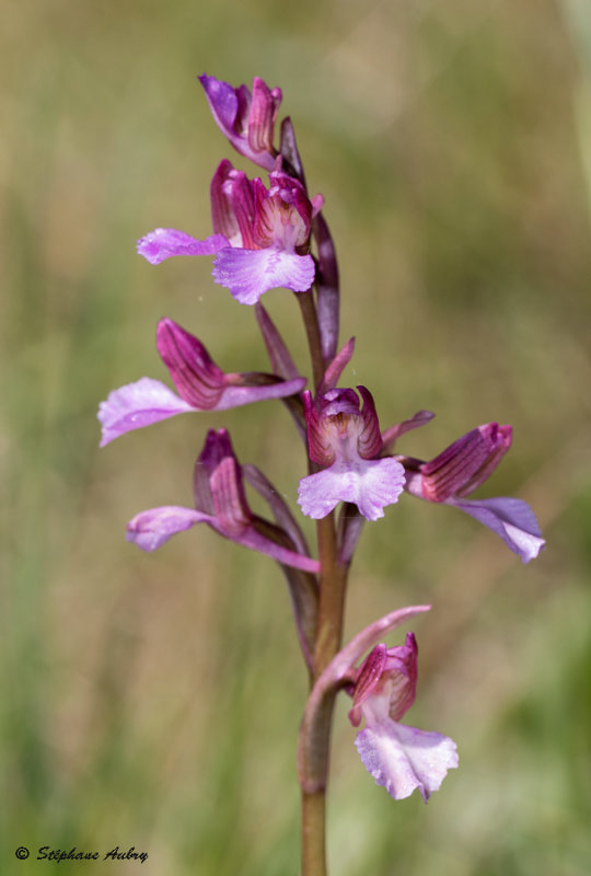 Anacamptis papilionacea subsp. expansa X A. picta