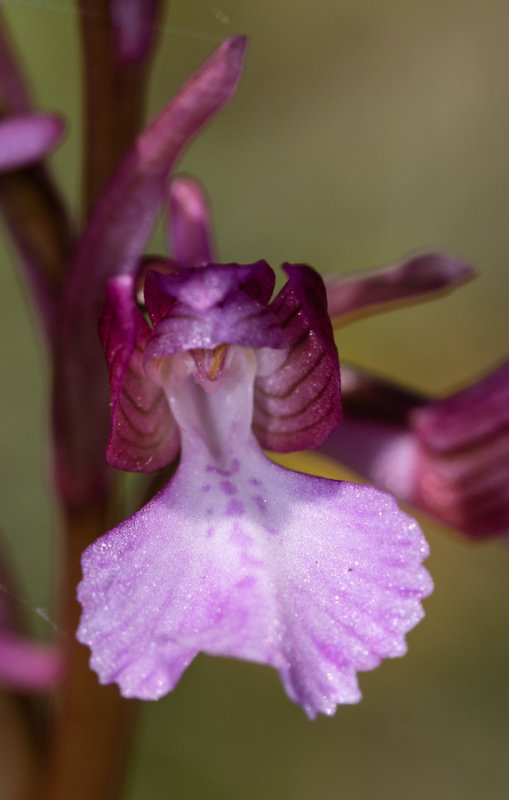 Anacamptis papilionacea subsp. expansa X A. picta