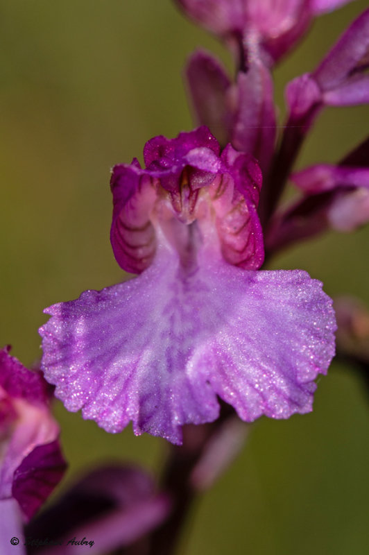 Anacamptis papilionacea subsp. expansa X A. picta