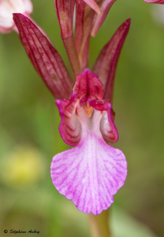 Anacamptis papilionacea subsp. expansa