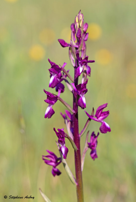 Anacamptis laxiflora