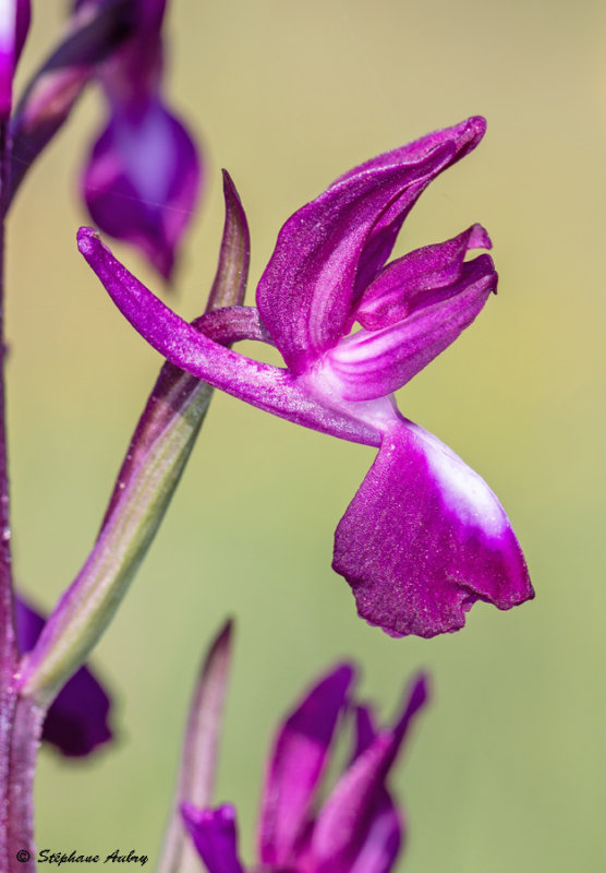 Anacamptis laxiflora
