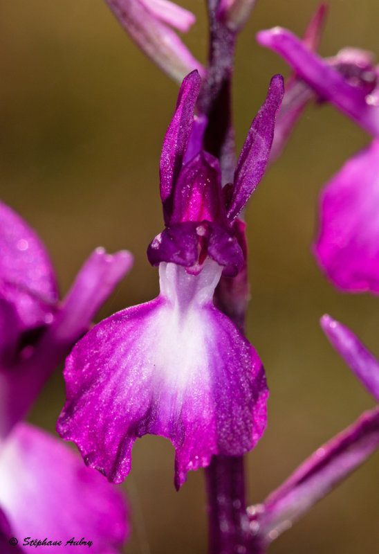 Anacamptis laxiflora