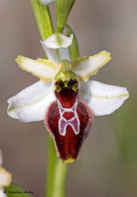 Ophrys splendida