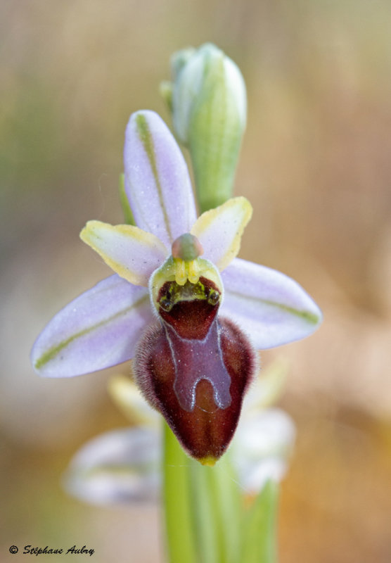 Ophrys splendida
