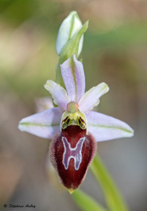 Ophrys splendida
