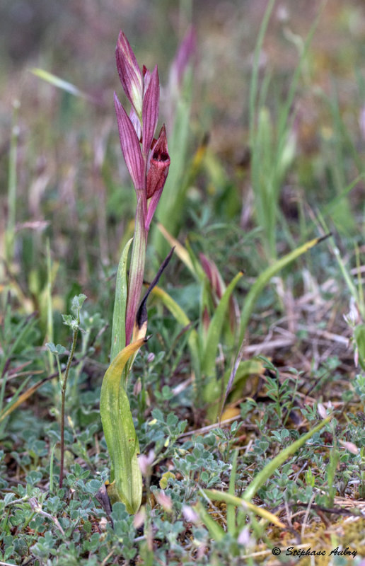 Serapias vomeracea