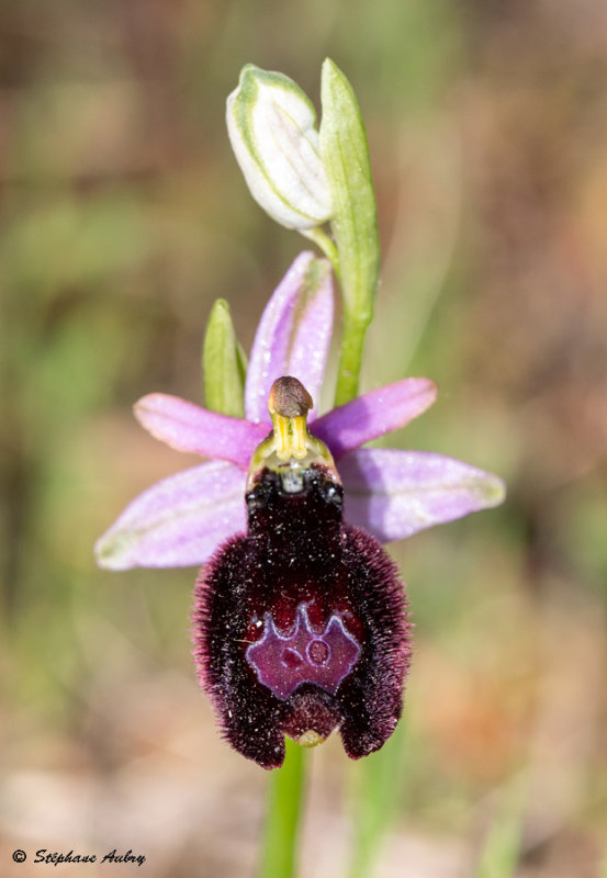 Ophrys aurelia