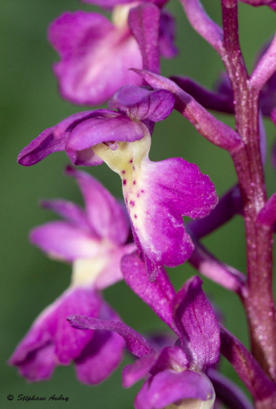 Androrchis mascula X A. provincialis
