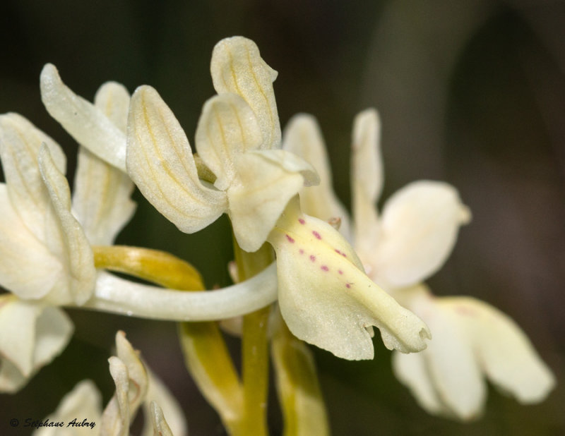 Androrchis provincialis